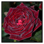 Blood Rose Seeds Red Black - Perennial - Authentic Seeds