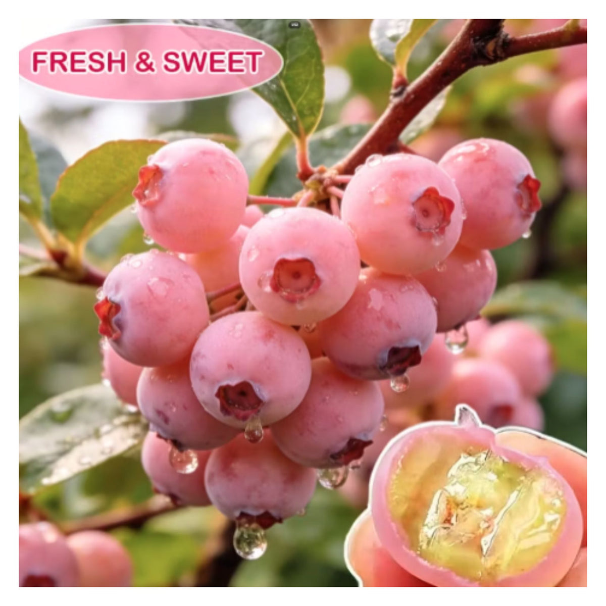 Premium Pink Blueberry Seeds with plant growth supplement Buy 1 Get 1 Free