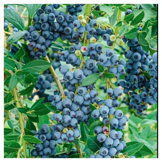 Rare Hybrid Bush Blueberry Fruit Live Plant seeds