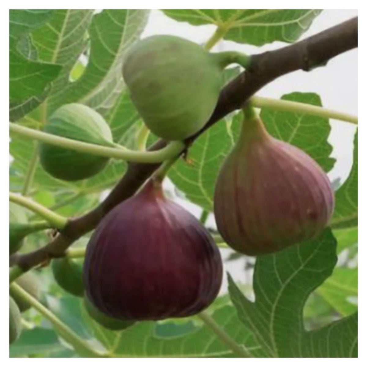 CARIBBEAN HYBRID FIG ANJEER FRUIT Seed(Pack of 2)