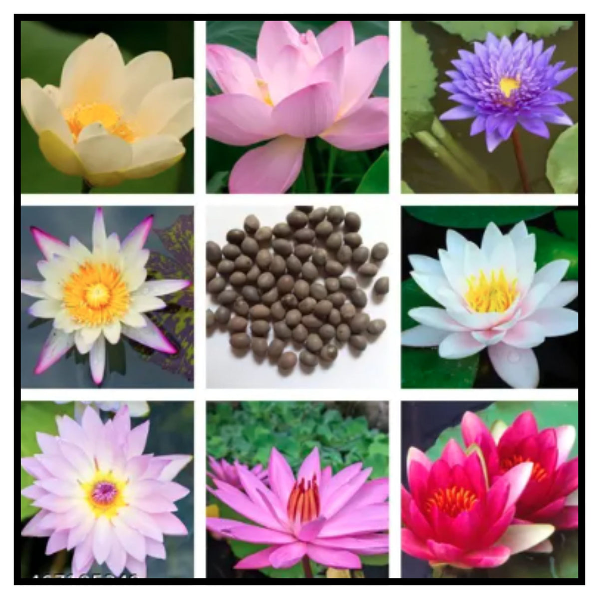 Lotus Seeds