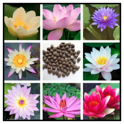 Lotus Seeds