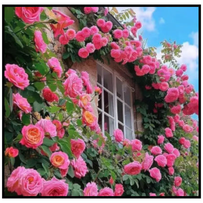 Rose Flower Seeds For Home Lawn Garden