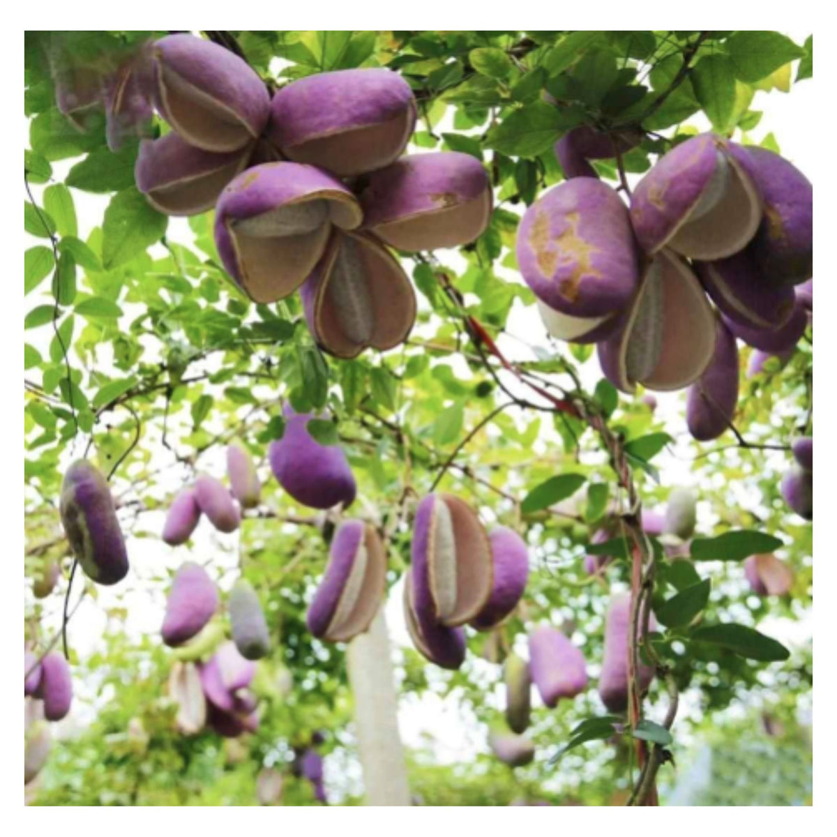 August Melon Seeds Akebia quinata plant, the chocolate vine or five-leaf akebia