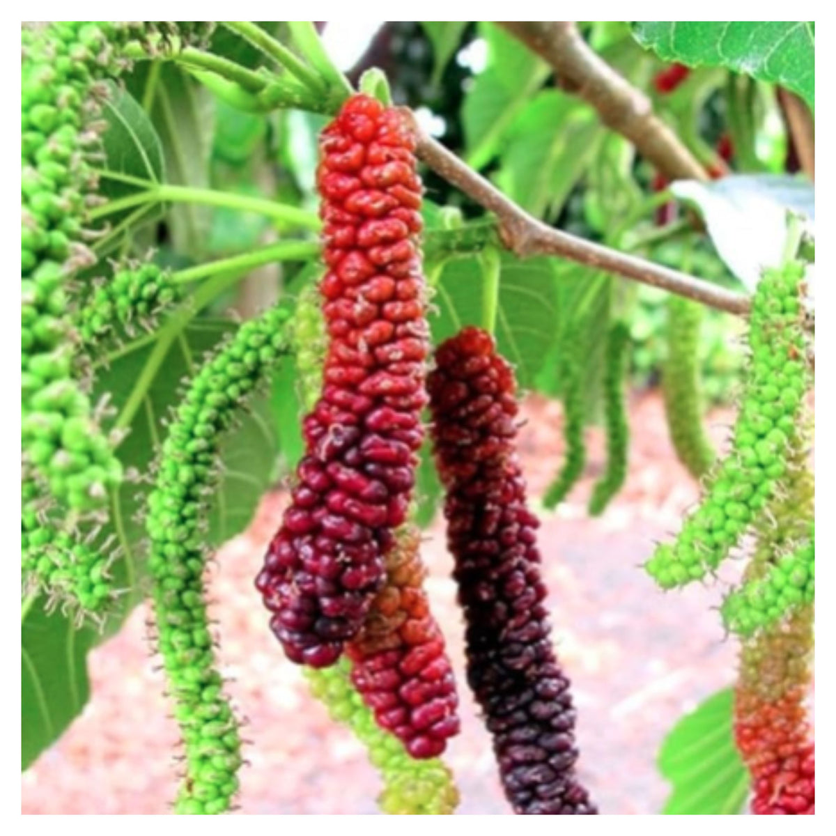 Sweet And Healthy All Time Long Finger Mulberry/Shahtoot Fruit seeds