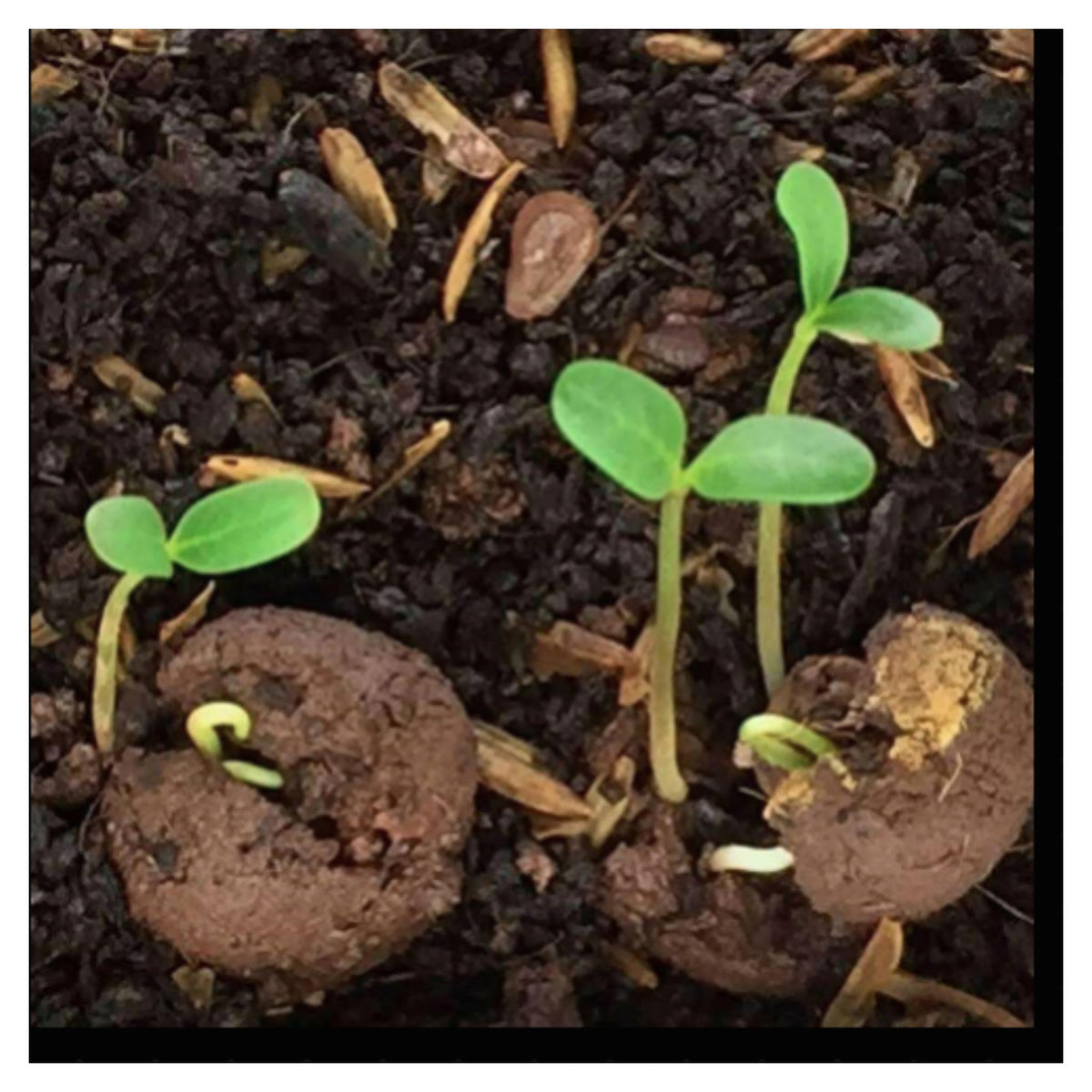 Golden Papaya/Yellow Papaya Papita Fruit Live Plant Seeds