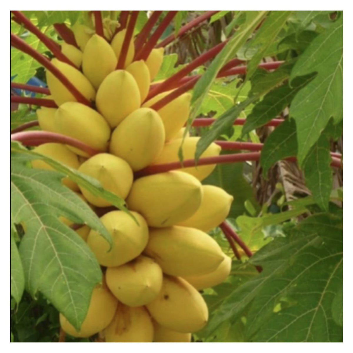 Golden Papaya/Yellow Papaya Papita Fruit Live Plant Seeds