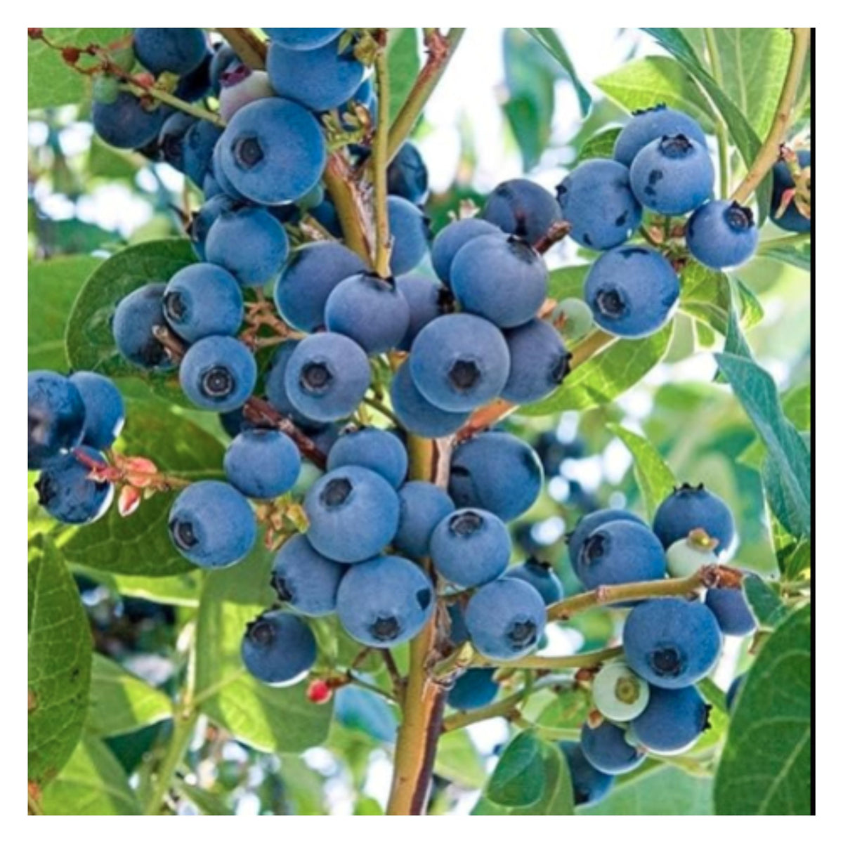 Rare Hybrid Bush Blueberry Fruit Live Plant seeds