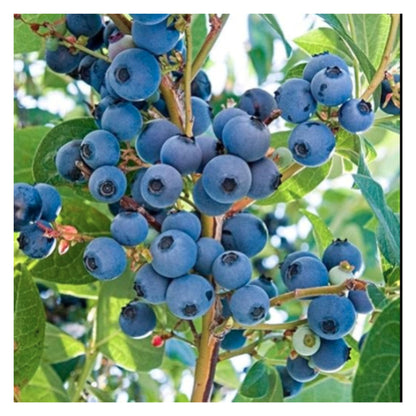 Rare Hybrid Bush Blueberry Fruit Live Plant seeds