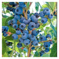 Rare Hybrid Bush Blueberry Fruit Live Plant seeds