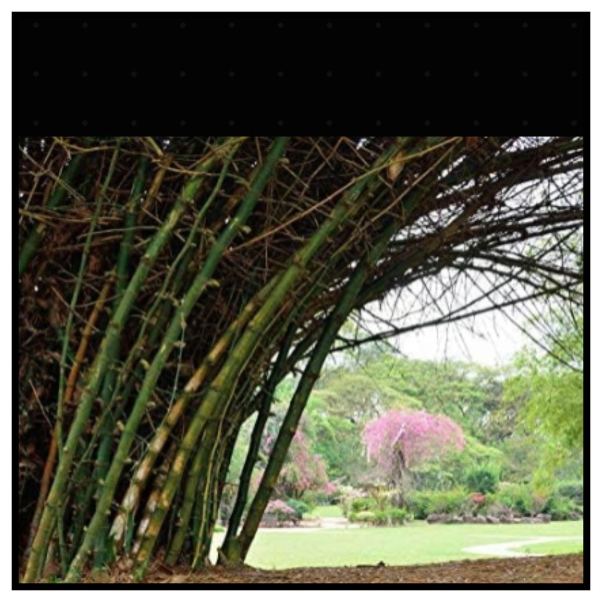 IMPORTED SEEDS GIANT DRAGON ON BAMBOO SEEDS