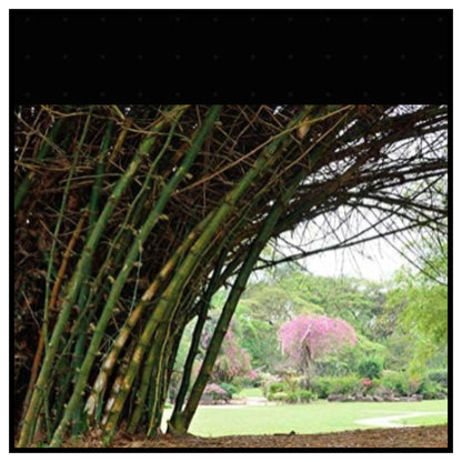 IMPORTED SEEDS GIANT DRAGON ON BAMBOO SEEDS