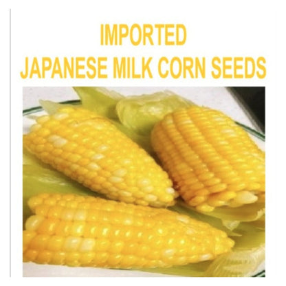 IMPORTED ANESE MILK CORN SEEDS - with Plant Growth