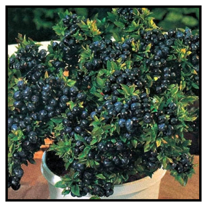 Giant Blueberry Fruits seeds Pack of 1 with plant growth supplement