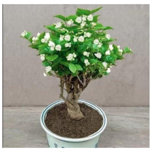 Jasmine Seeds (Pack of 1) with Plant growth serum