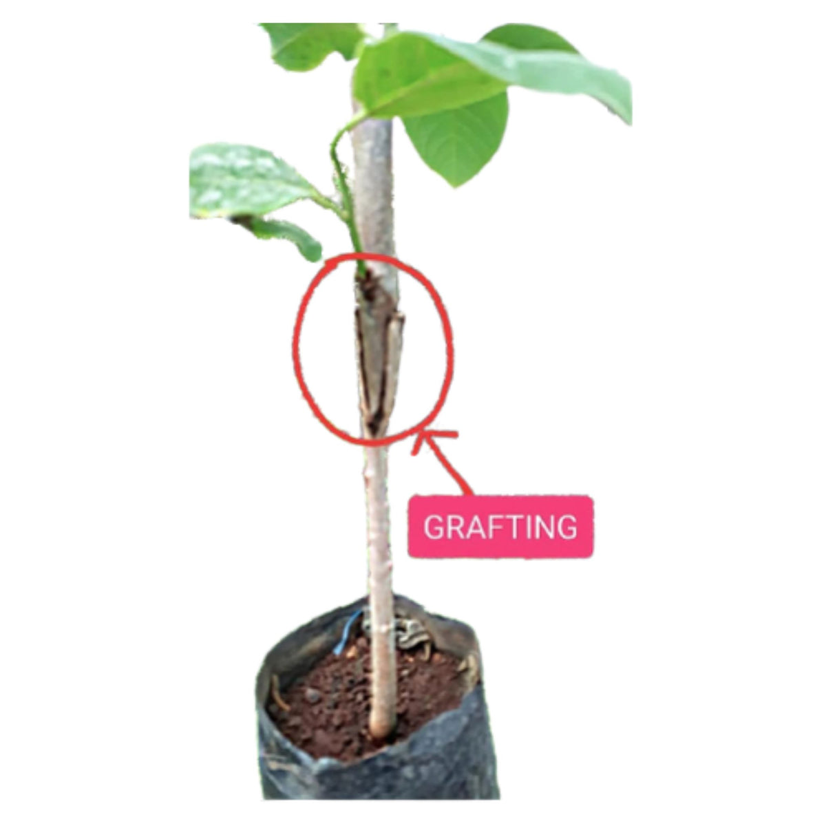 Custard Apple Super Green seeds