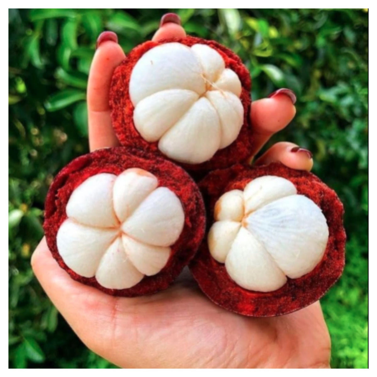 मैंगोस्टीन फल के पेड़ का बीज