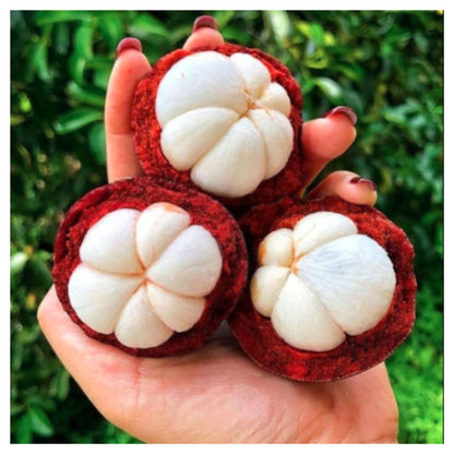 मैंगोस्टीन फल के पेड़ का बीज