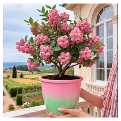 Premium Pink Blueberry Seeds with plant growth supplement Buy 1 Get 1 Free