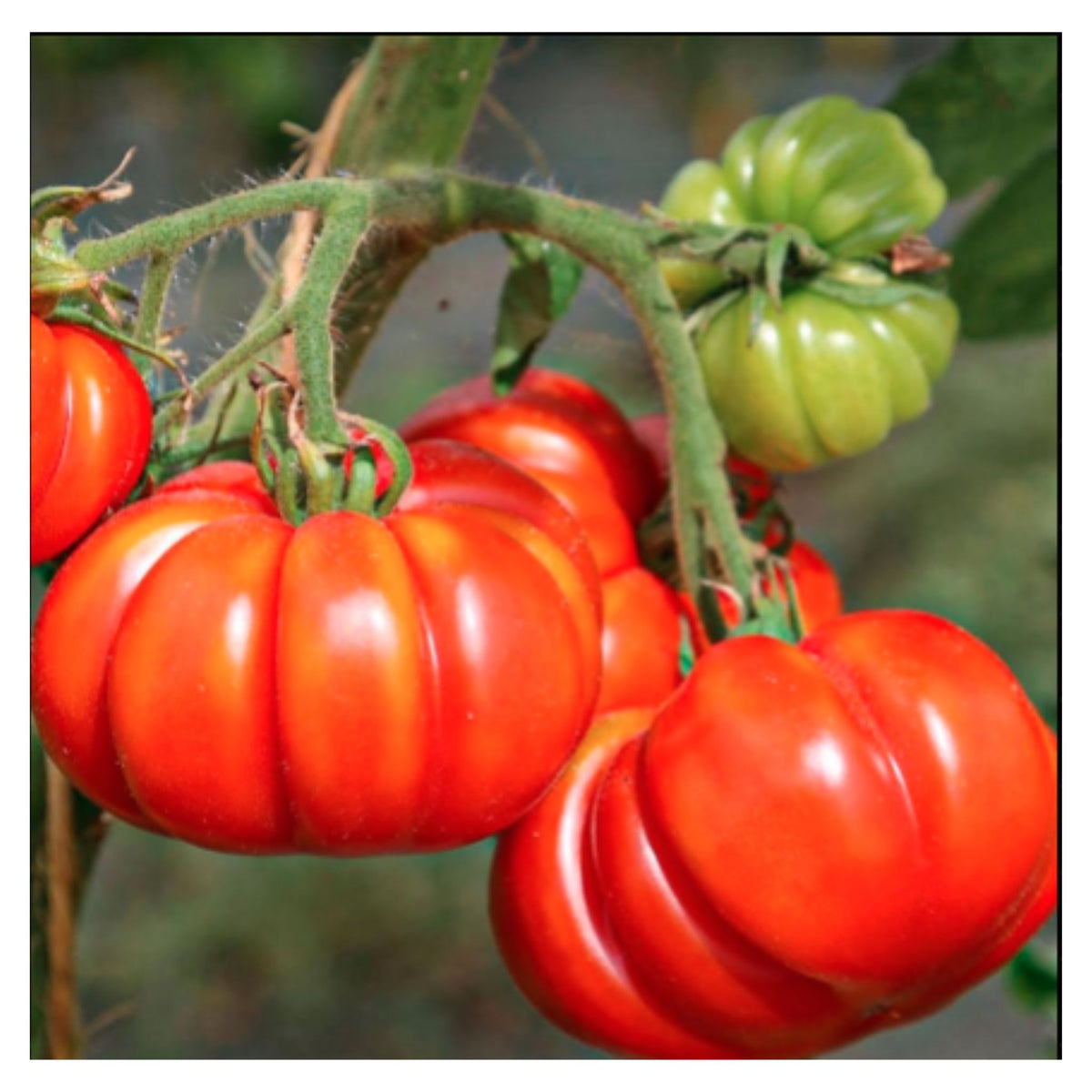 Golden Hills Farm Red Beefsteak Tomato seeds