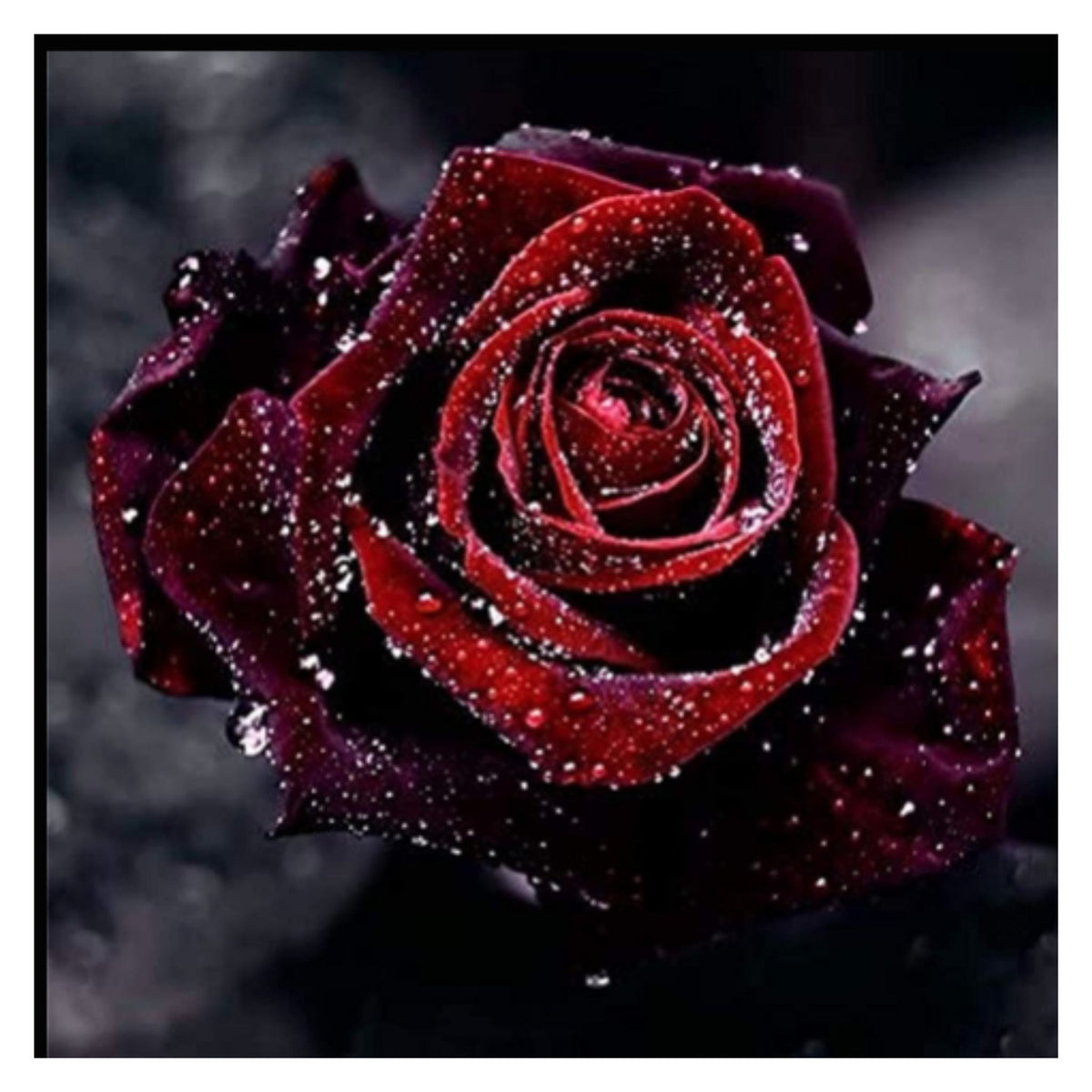 Blood Rose Seeds Red Black - Perennial - Authentic Seeds