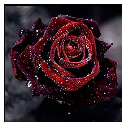 Blood Rose Seeds Red Black - Perennial - Authentic Seeds