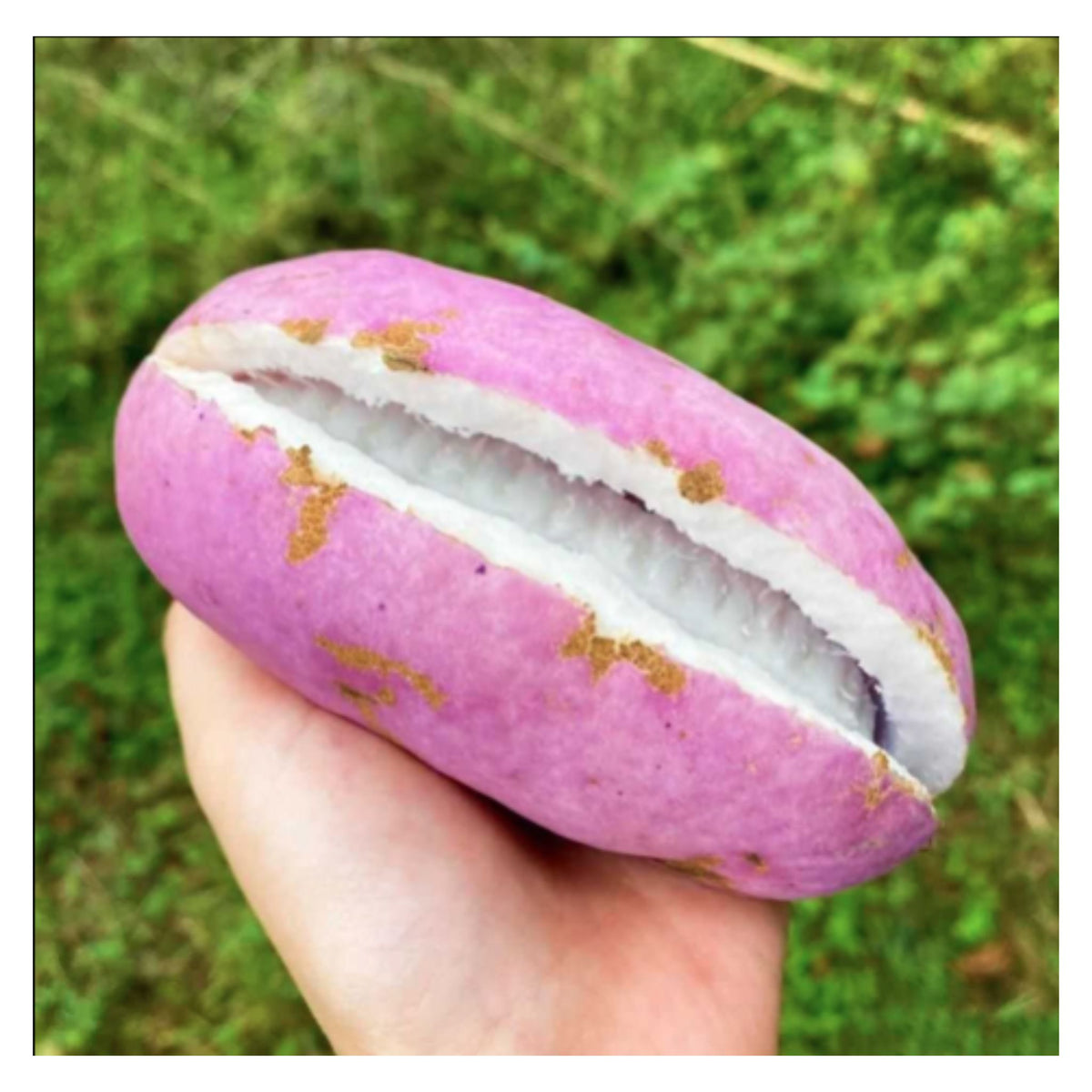 August Melon Seeds Akebia quinata plant, the chocolate vine or five-leaf akebia