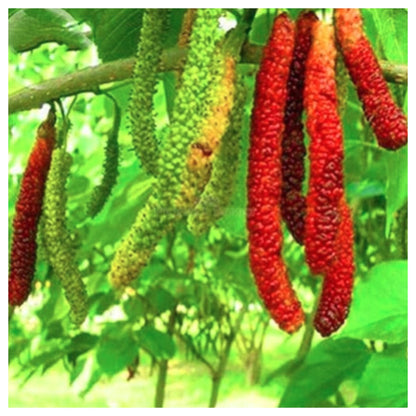 Sweet And Healthy All Time Long Finger Mulberry/Shahtoot Fruit seeds