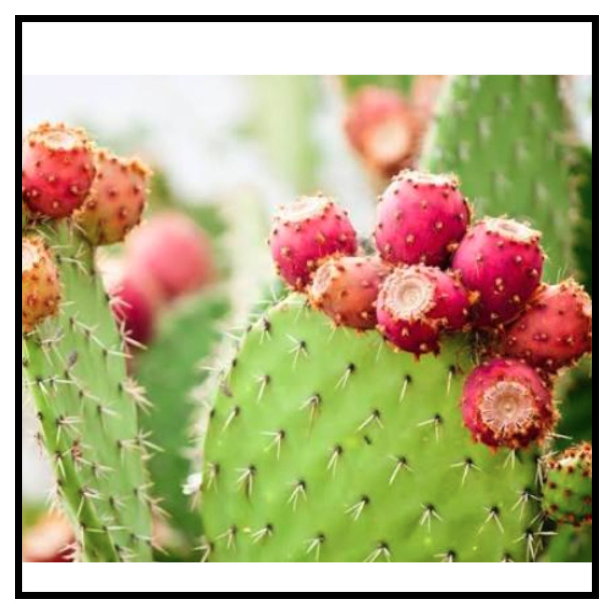 Cactus Fruit Seeds pack of 1 with Plant Growth Supplement