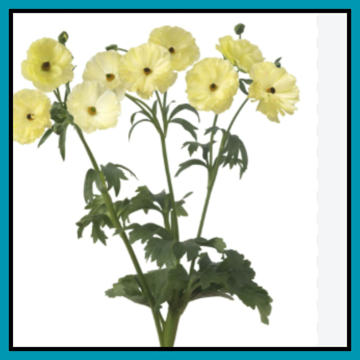 Double Moss Rose seeds + 100 grams Organic potmix Free