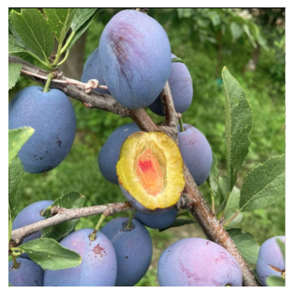 Blue Honey Goddess Plum Seeds | Sweet and Delicious