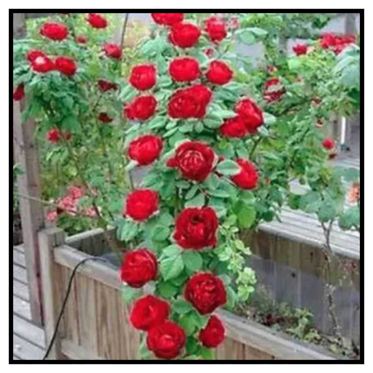 Rose Flower Seeds For Home Lawn Garden