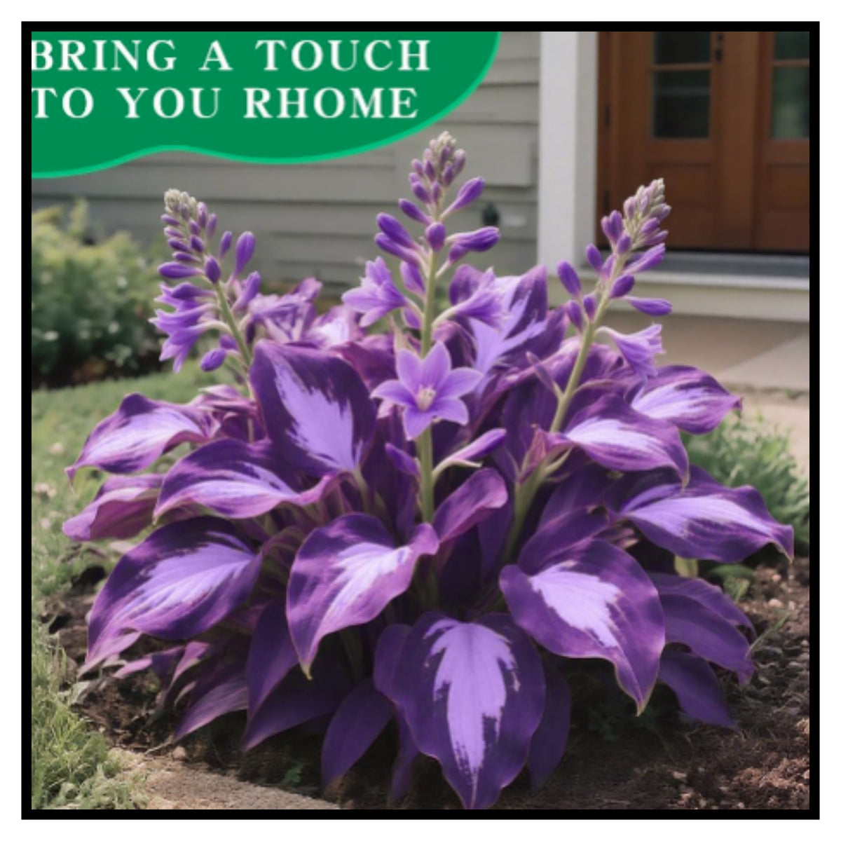 Mixed Hosta Seeds for Planting Outdoors