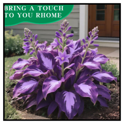 Mixed Hosta Seeds for Planting Outdoors