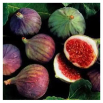 CARIBBEAN HYBRID FIG ANJEER FRUIT Seed(Pack of 2)