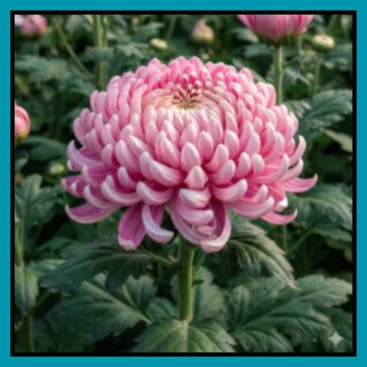 Giant Chrysanthemum Seeds