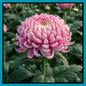 Giant Chrysanthemum Seeds
