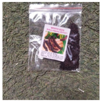 Sweet And Healthy All Time Long Finger Mulberry/Shahtoot Fruit seeds