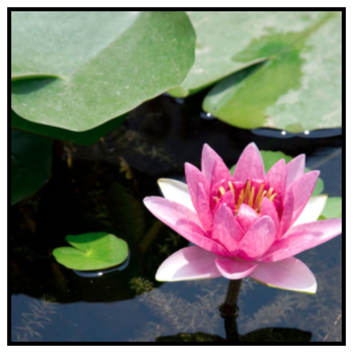 Lotus Seeds
