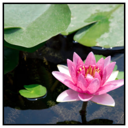 Lotus Seeds