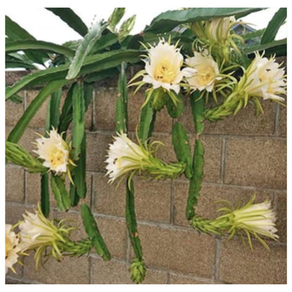 DRAGON Fruit Plant Seeds For outdoor and indoor planting