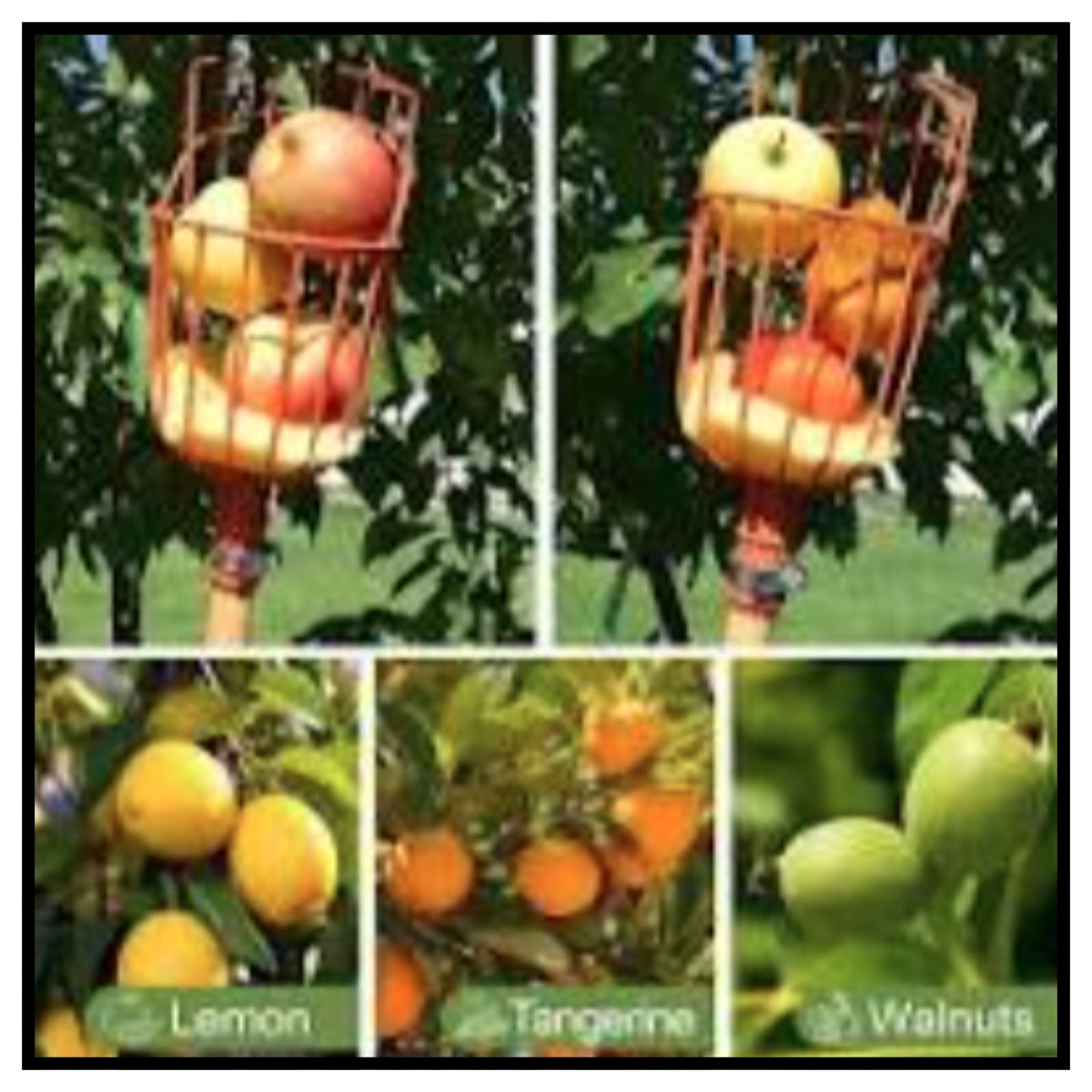 Fruit Picker Tool