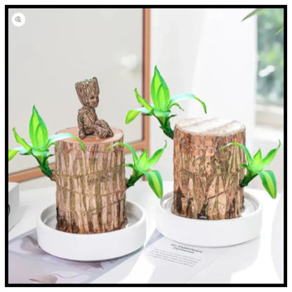 Lucky Brazil Wood Potted Plant ( Pack Of 1 )