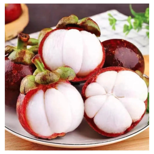 Mangosteen Fruit Tree seed