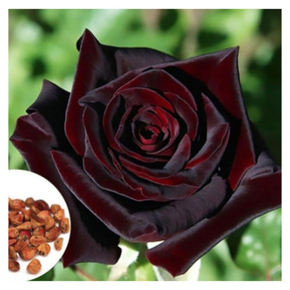 Blood Rose Seeds Red Black - Perennial - Authentic Seeds
