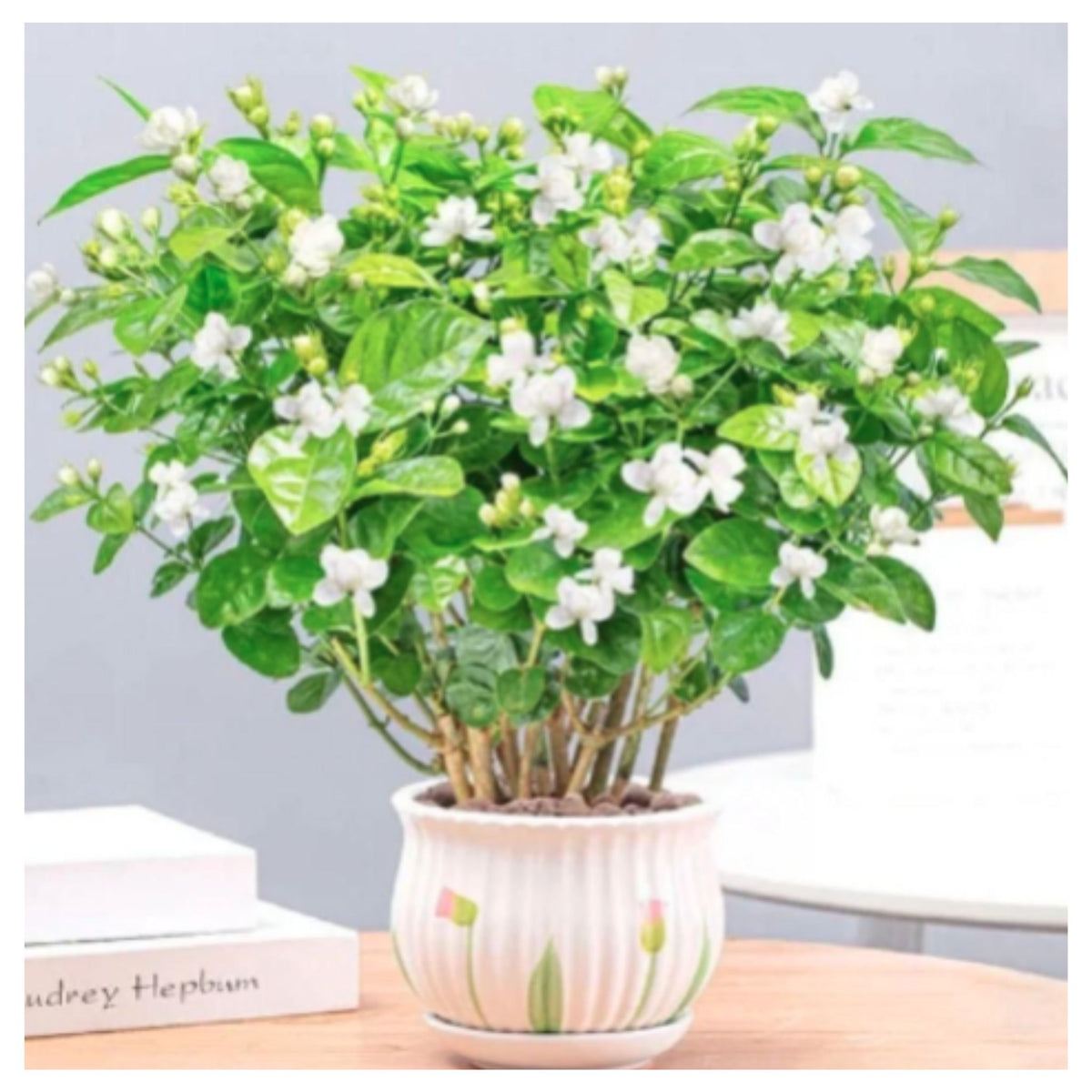 Jasmine Seeds (Pack of 1) with Plant growth serum