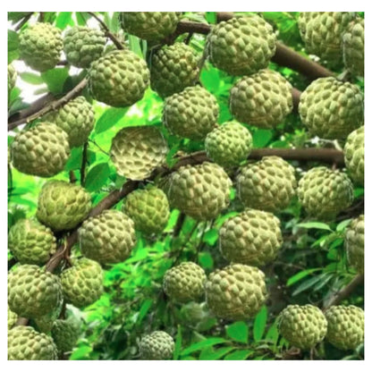 Custard Apple Super Green seeds