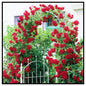 Rose Flower Seeds For Home Lawn Garden