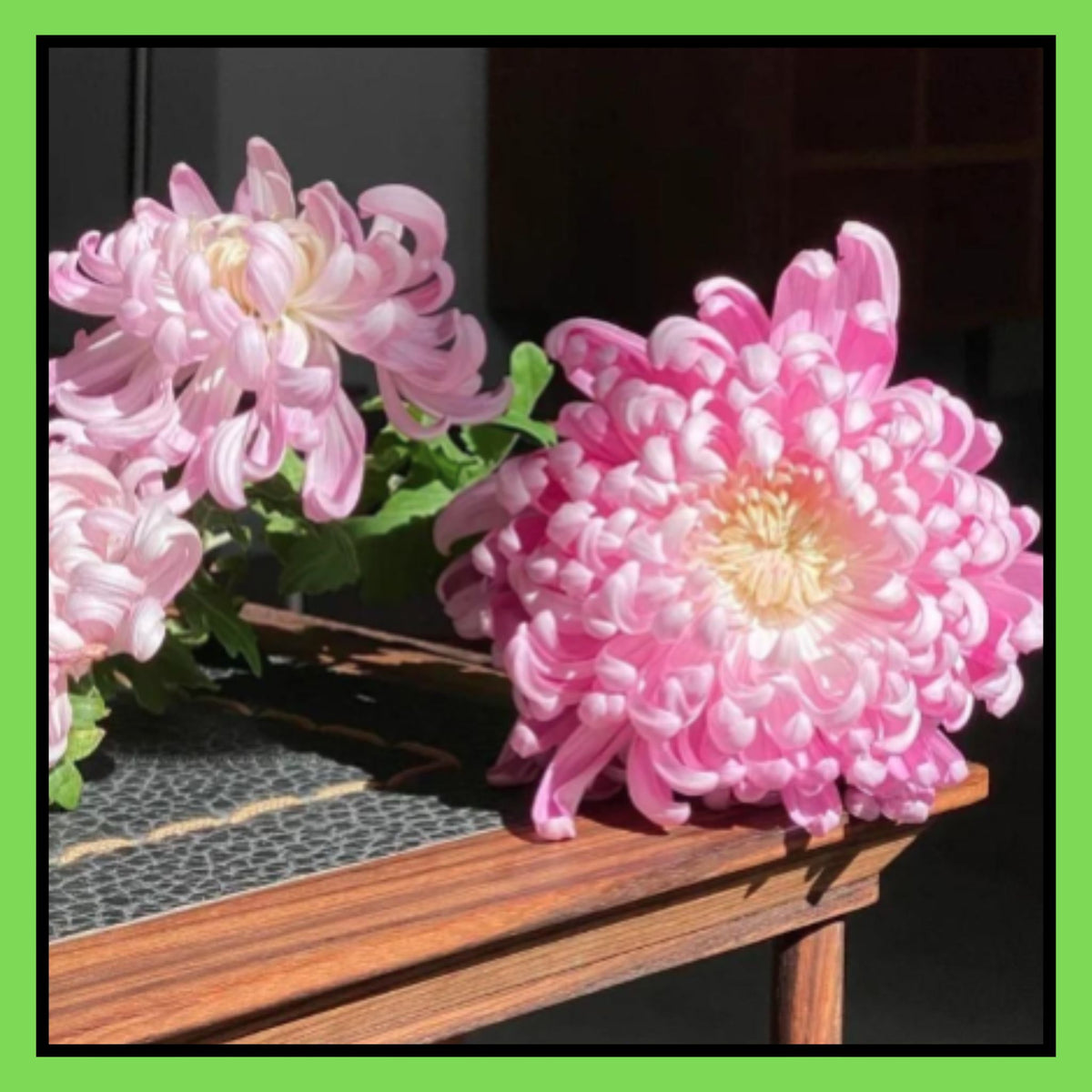 Giant Chrysanthemum Seeds