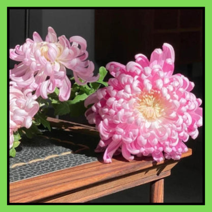 Giant Chrysanthemum Seeds